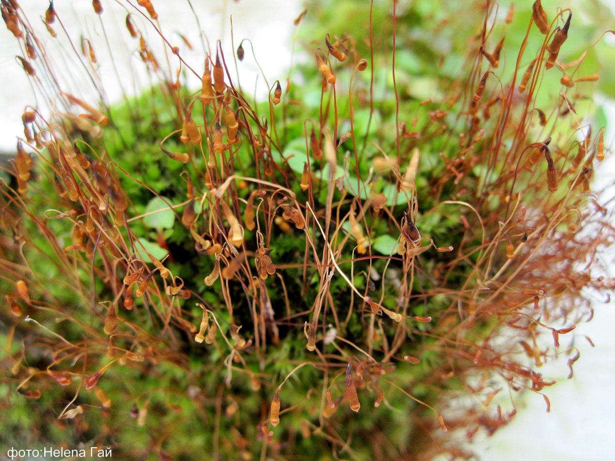 Мох Кукушкин лен в лесу