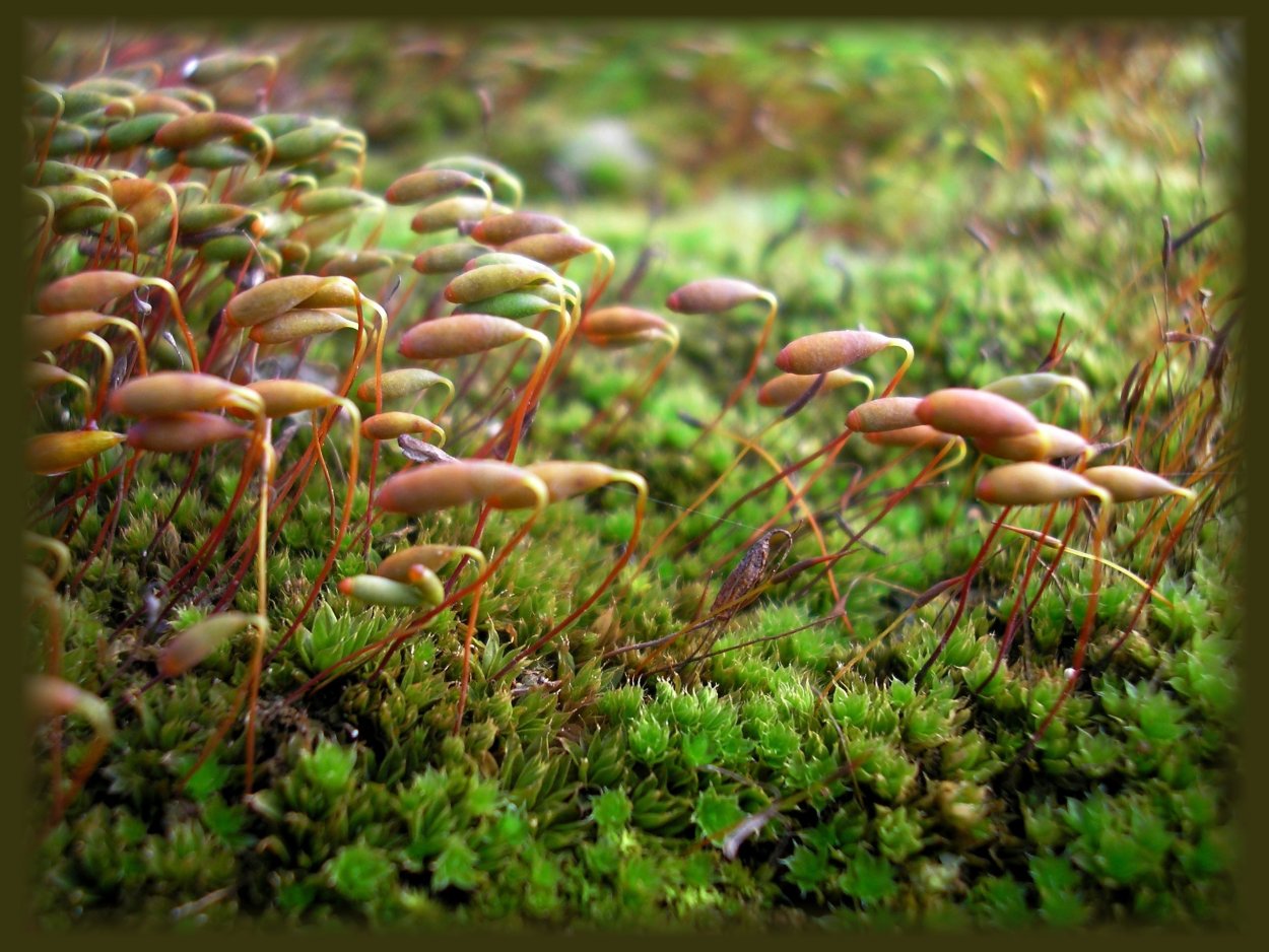 Кукушкин лён это гриб или растение