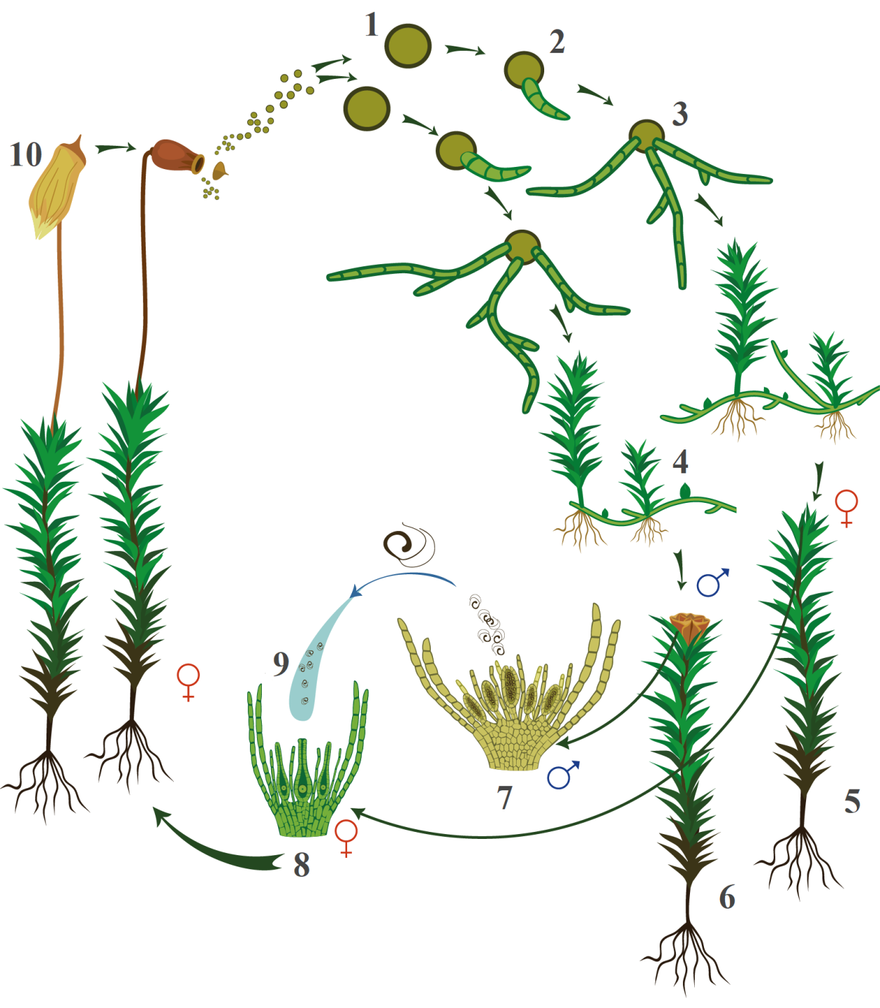 Кукушкин лен спорофит и гаметофит