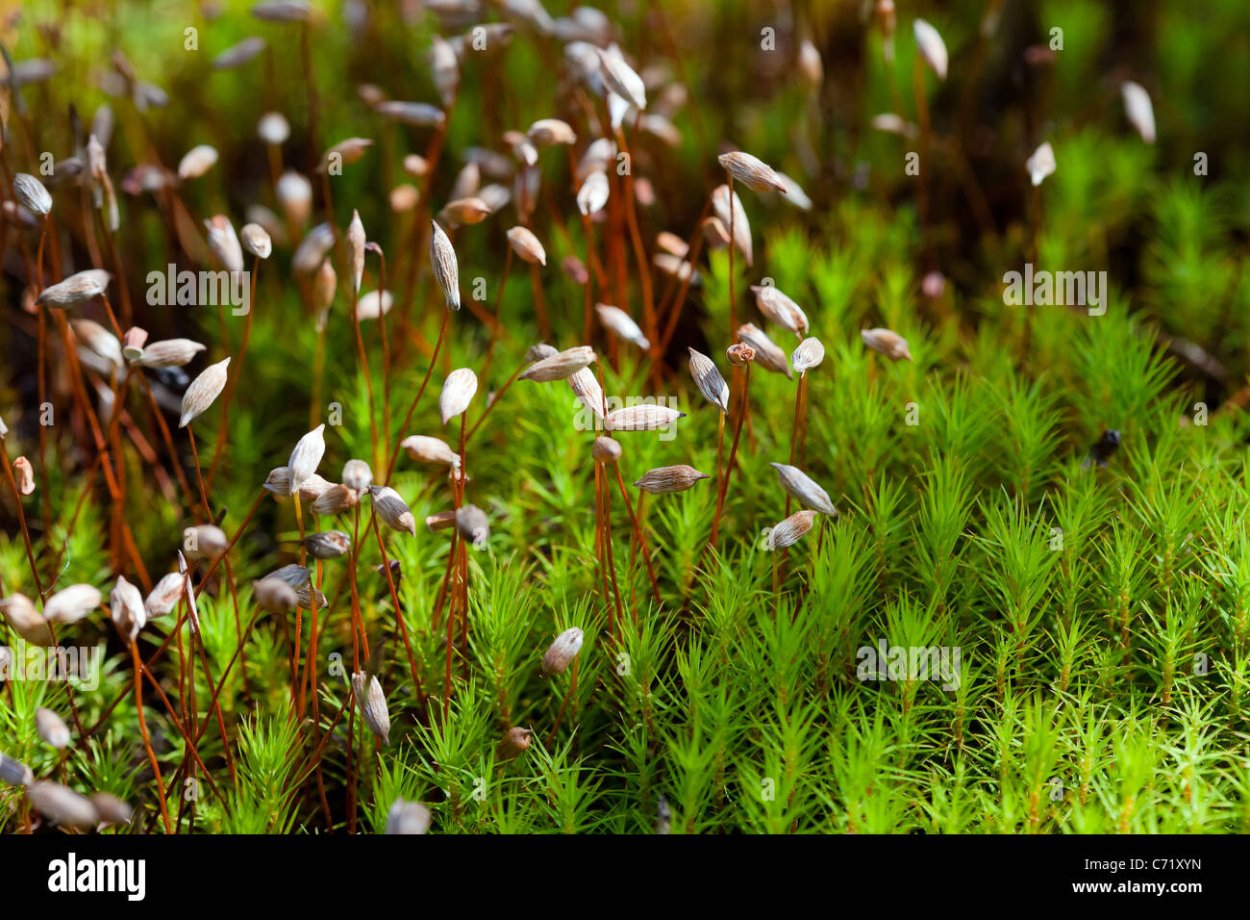 Мох Кукушкин лен на болоте