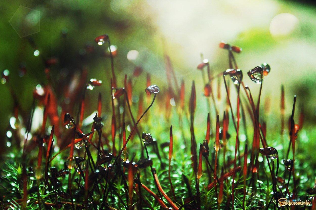 Мох Кукушкин лен