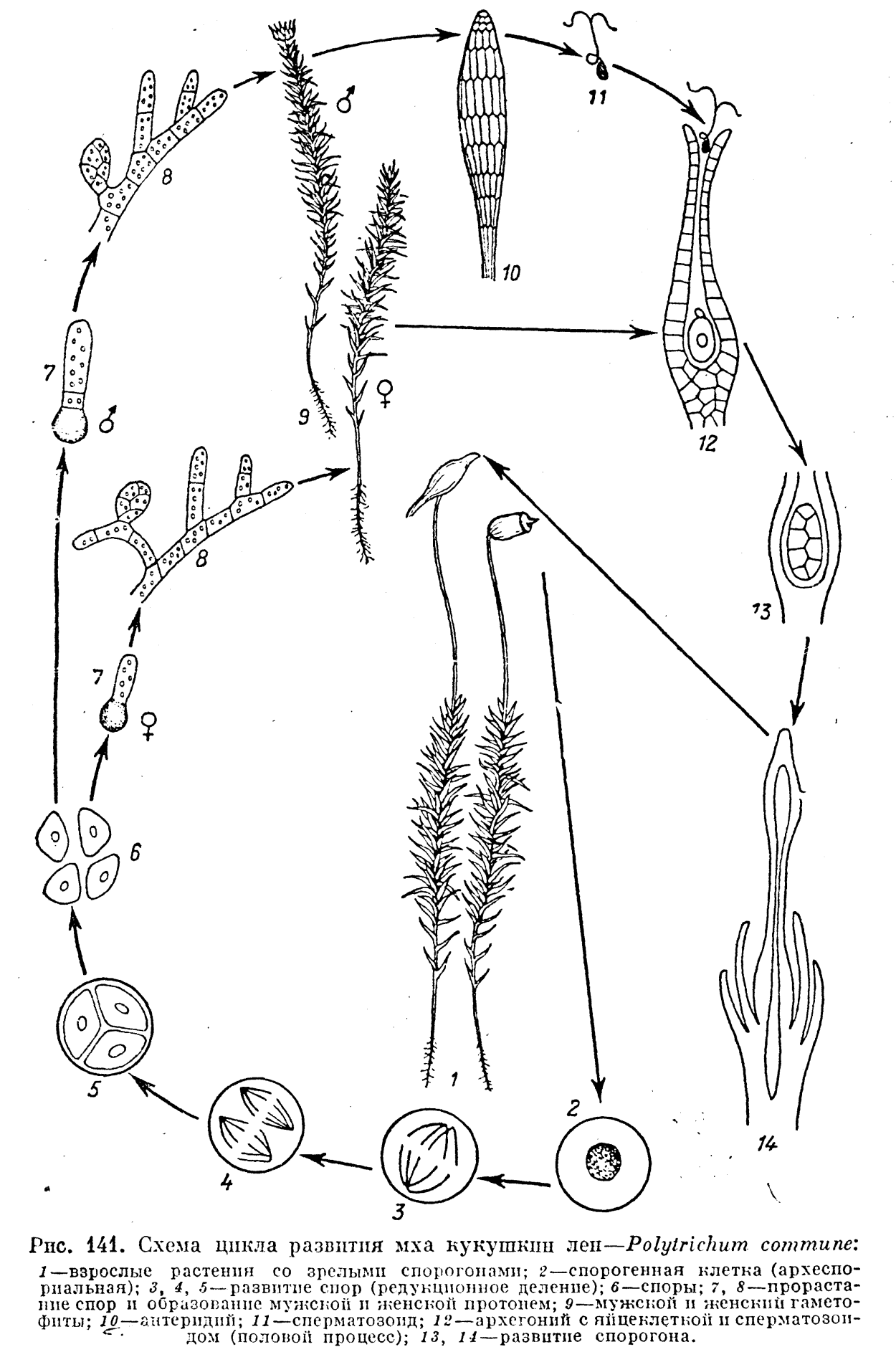 Цикл развития Кукушкина льна схема