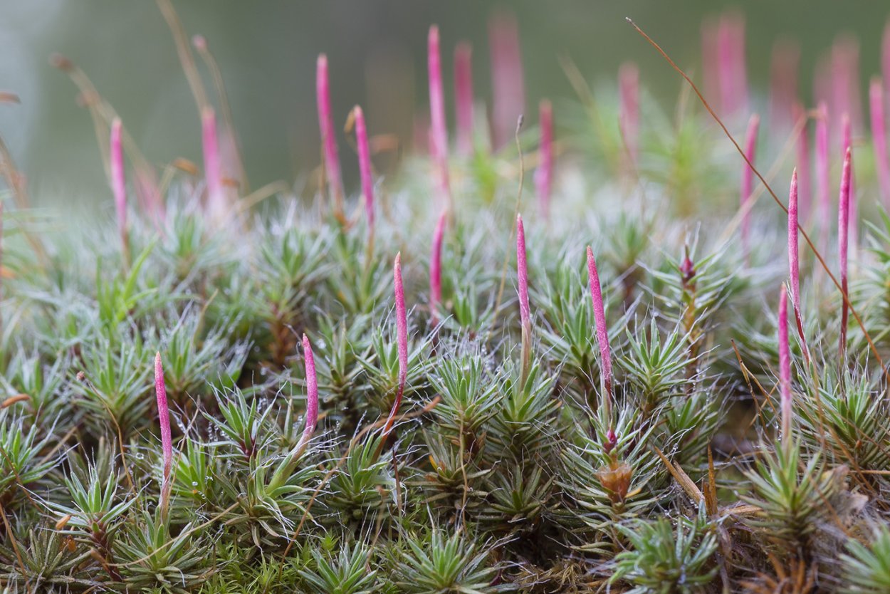 Политрихум Волосконосный