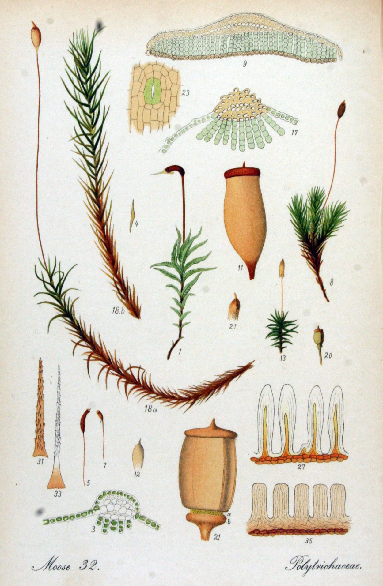 Кукушкин лен обыкновенный гербарий