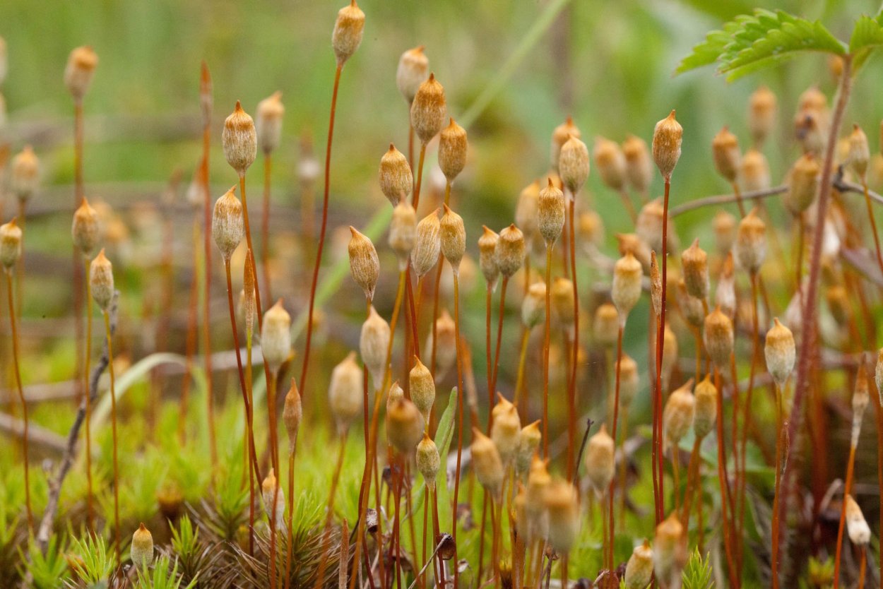 Мох политрихум обыкновенный