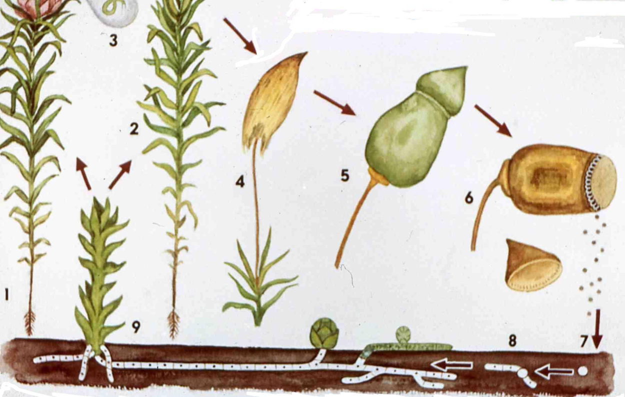 Цикл развития Кукушкина льна