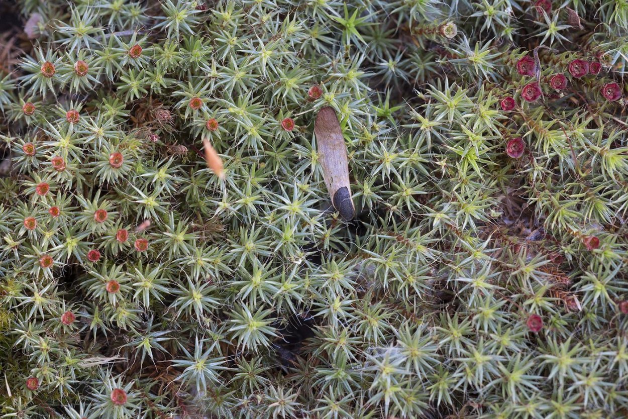 Polytrichum piliferum