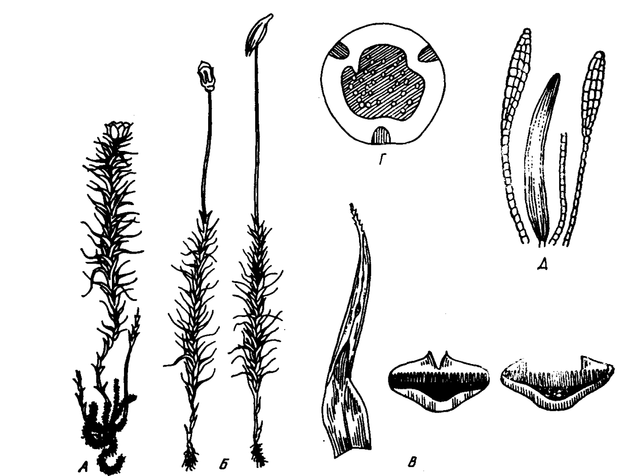 Антеридии Кукушкина льна