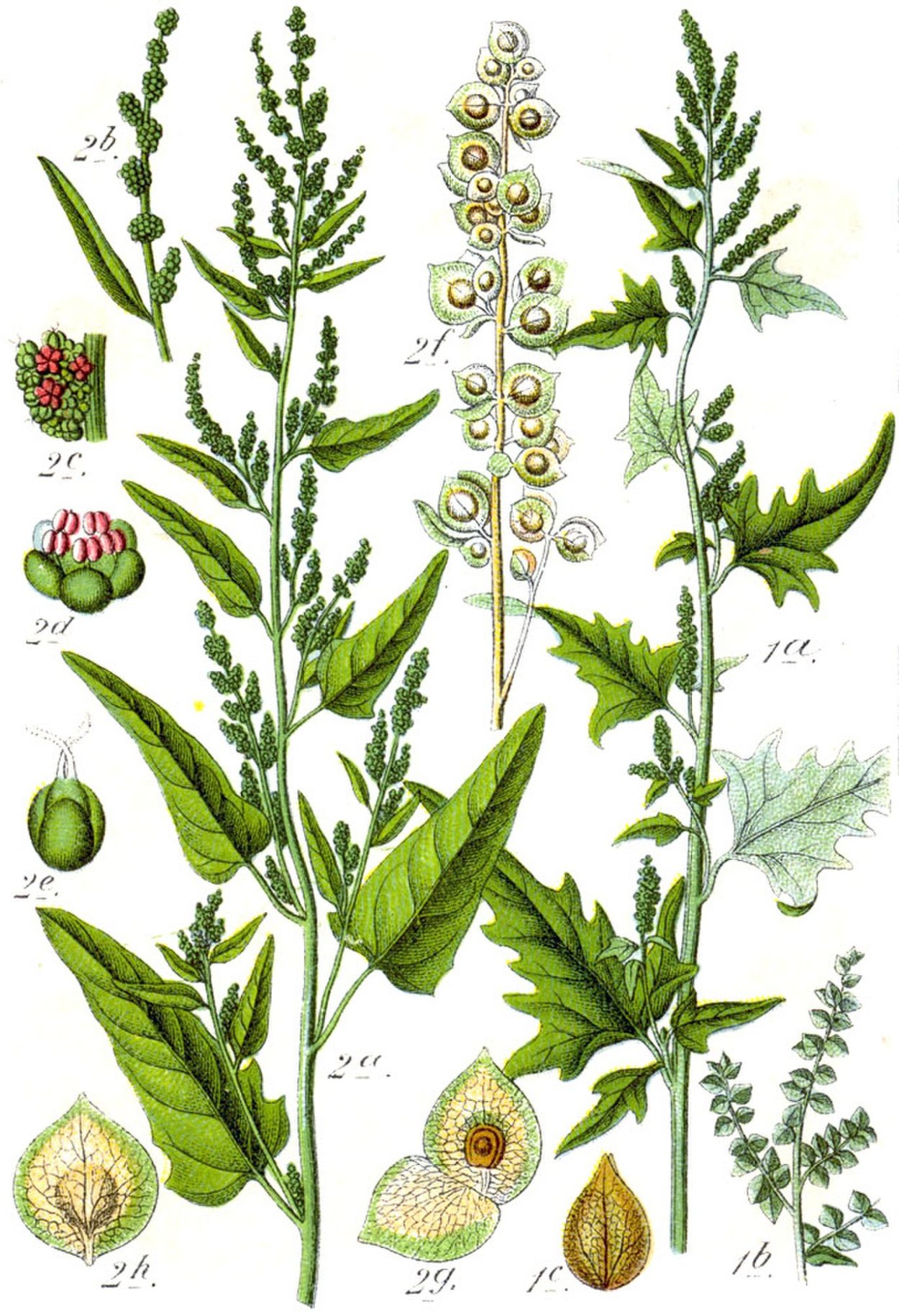 Лебеда (Atriplex)