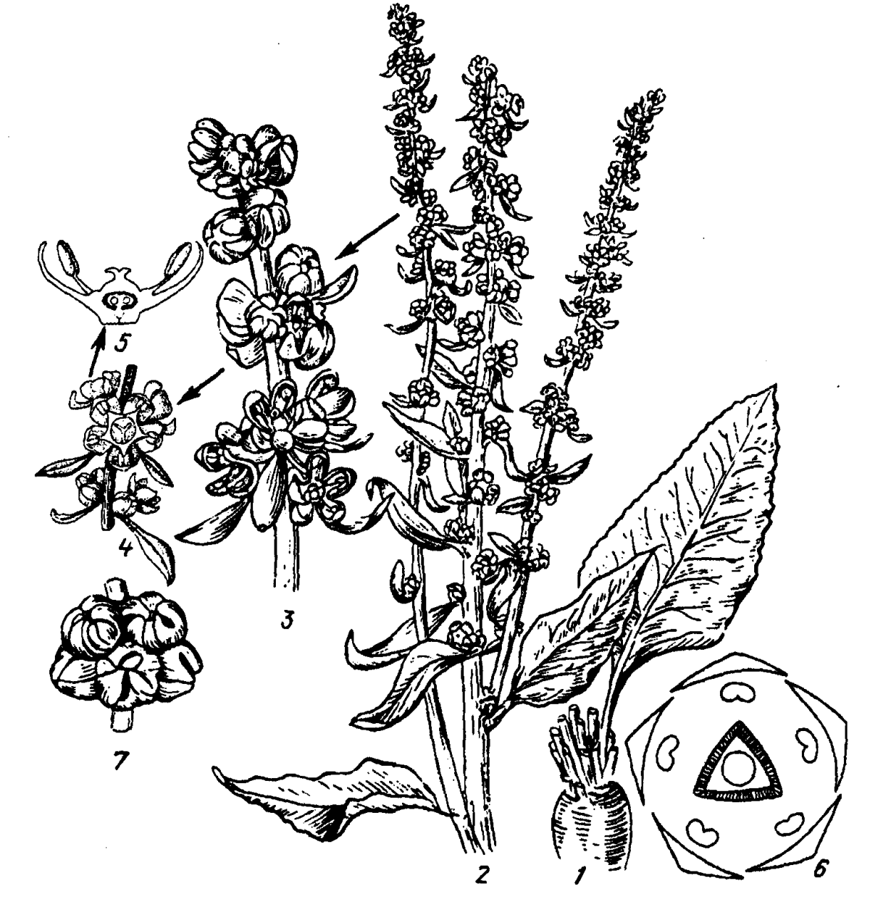 Живучка ползучая плоды