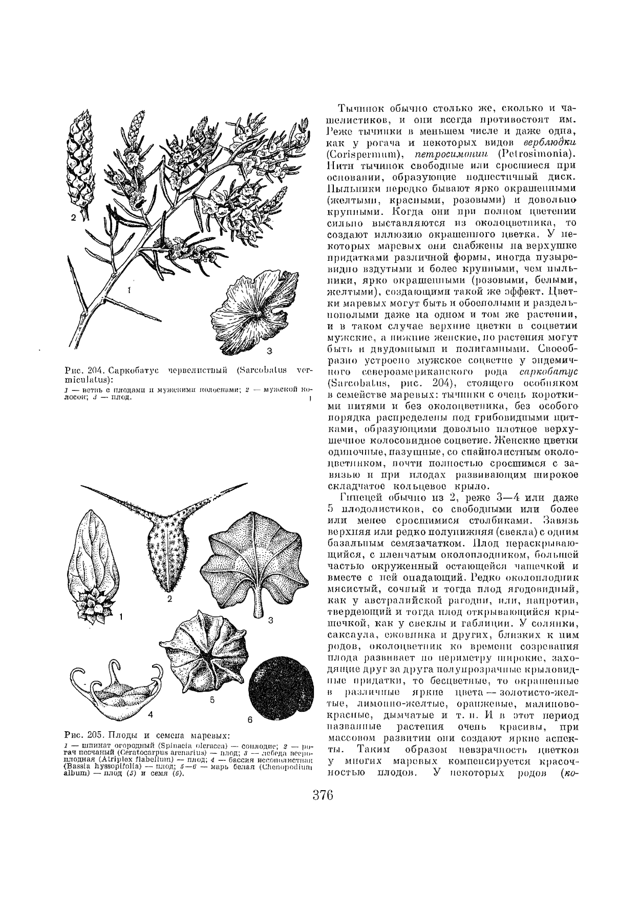 Маревые цветок схема