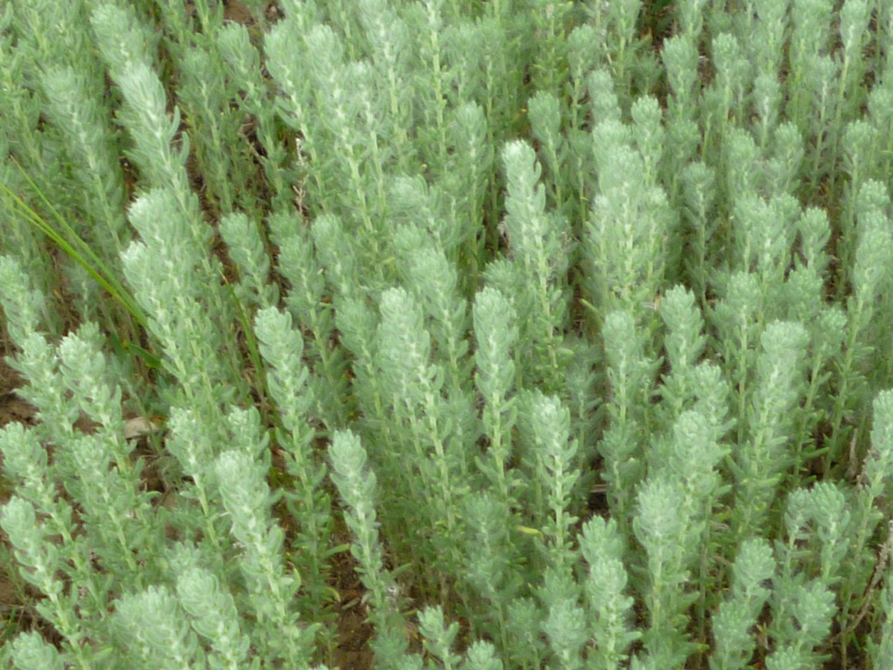 Солянка холмовая