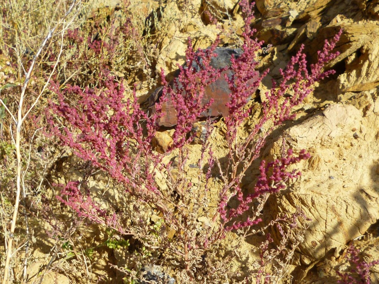 Halostachys belangeriana