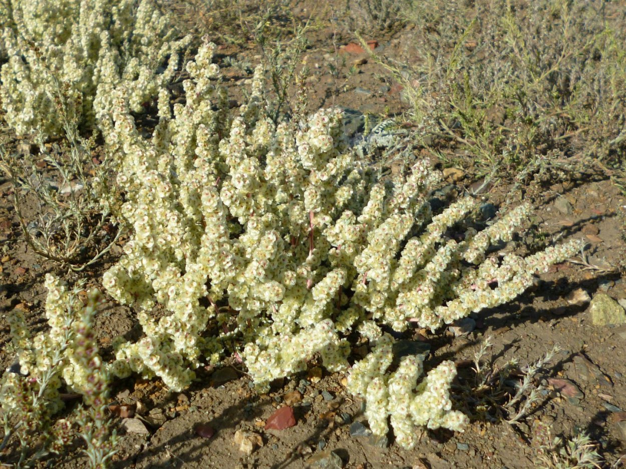 Марь амброзиевидная Цветущая