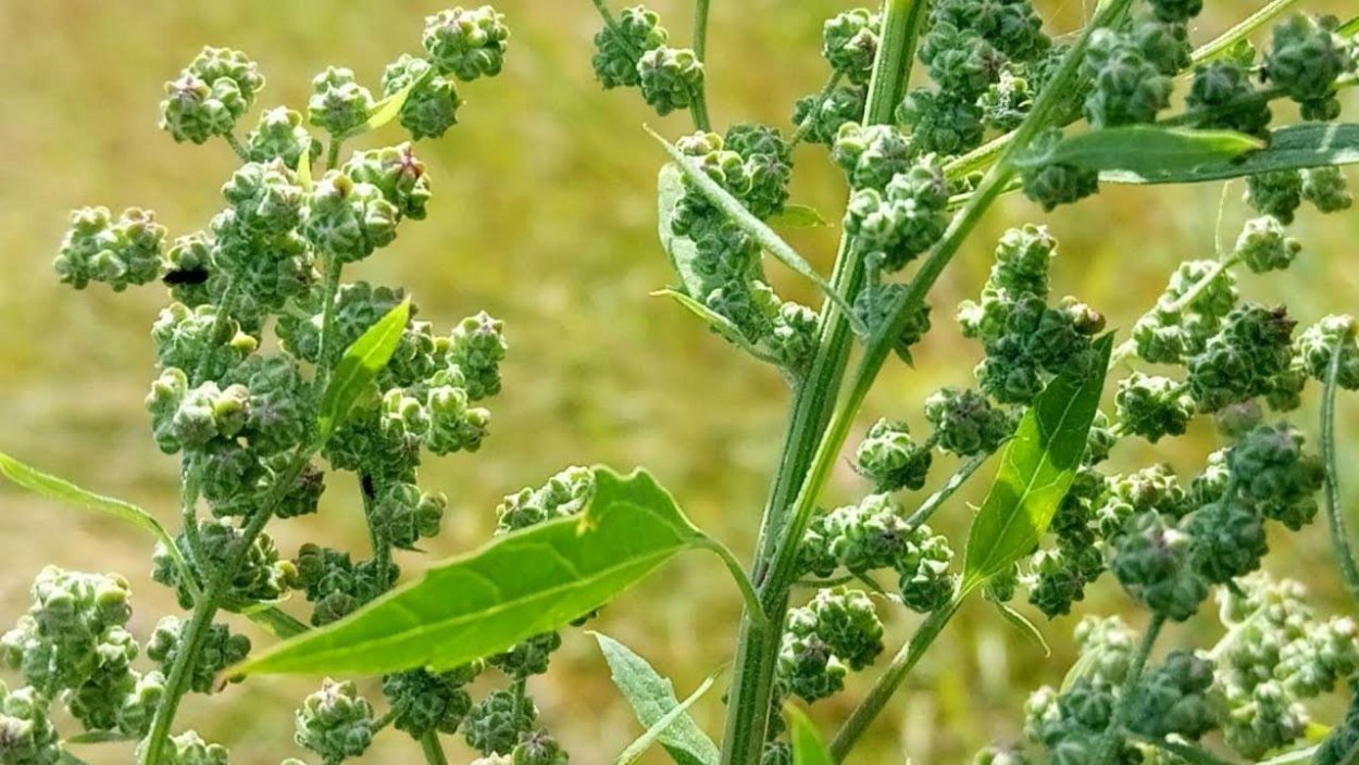 Марь белая лебеда