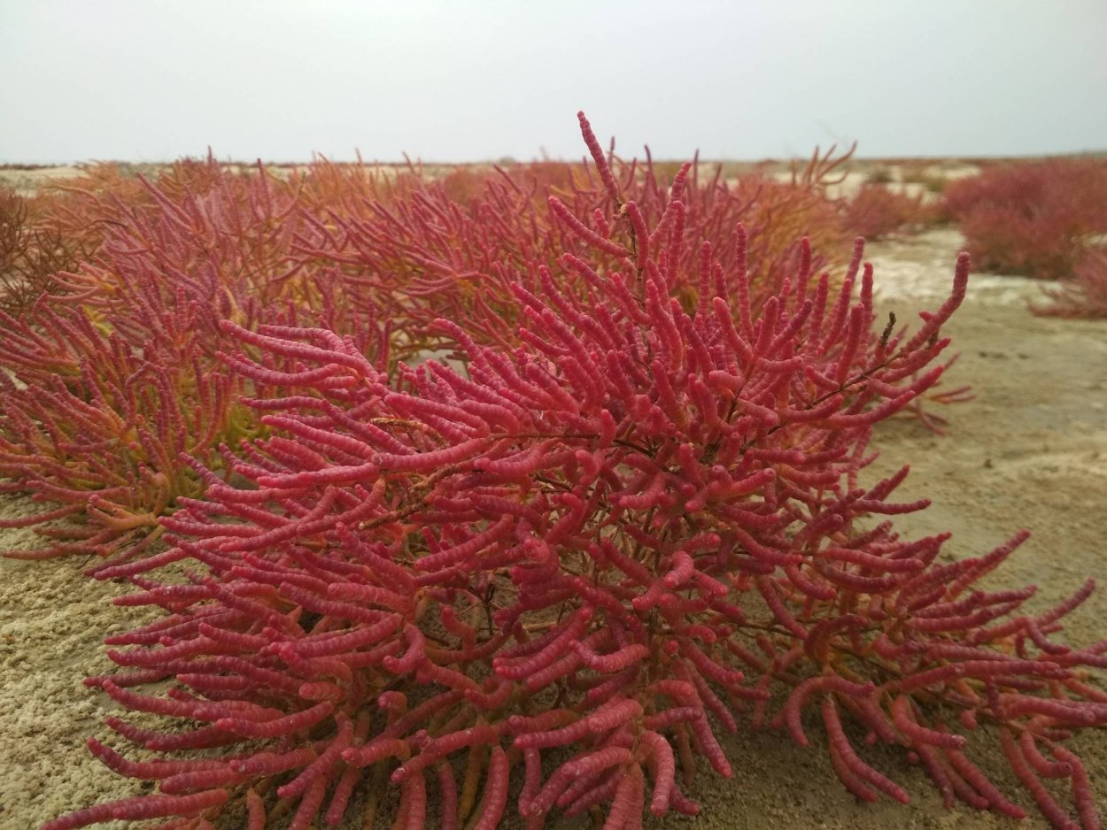 Марь красная – Chenopodium rubrum