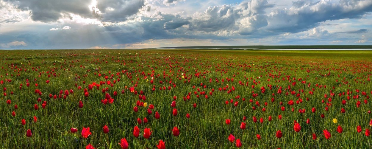 Астраханская степь весной