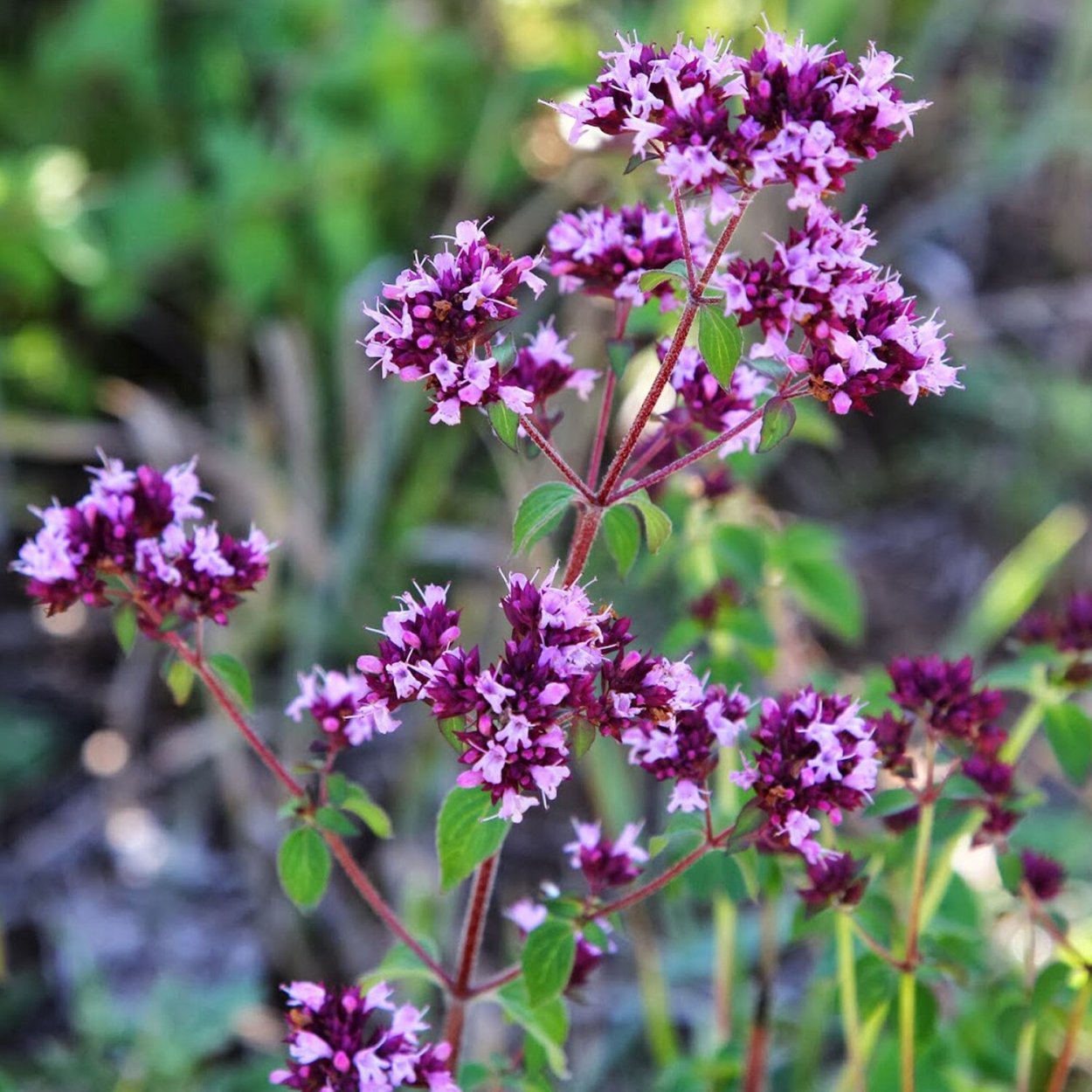 Душица Сибирская