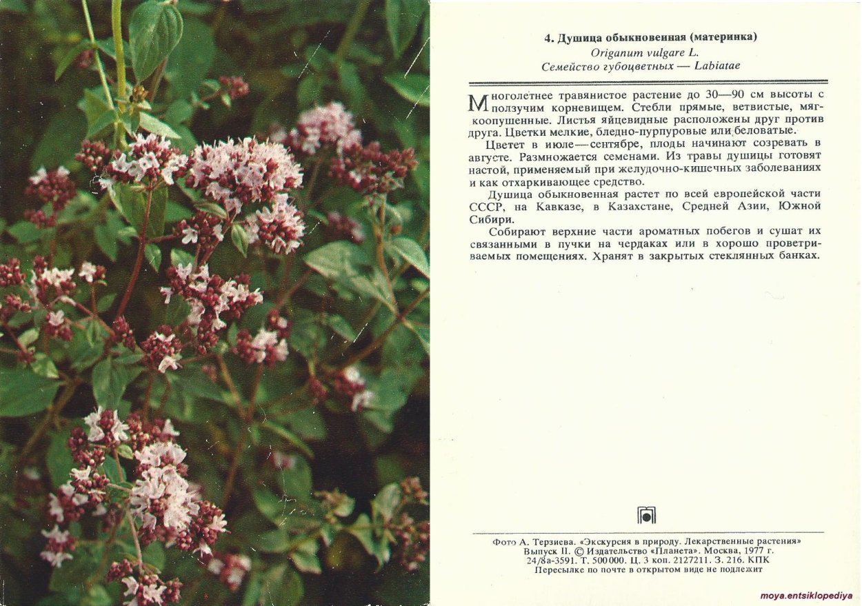 Ориганум вульгаре душица обыкновенная