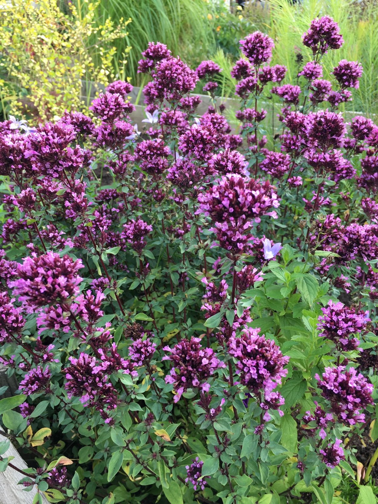 Душица обыкновенная (Oríganum vulgáre)