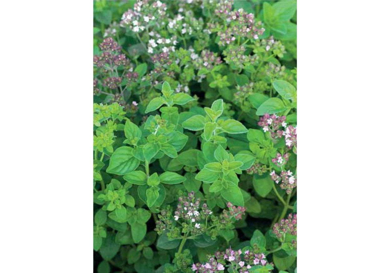 Душица цветок на белом фоне