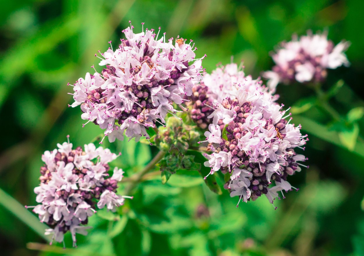 Душица обыкновенная (Origanum vulgare)