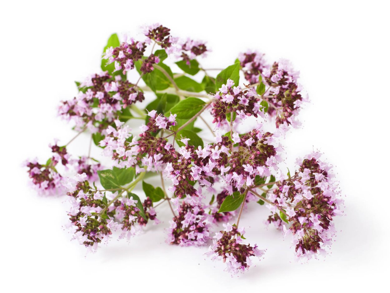 Матрёшка душица трава