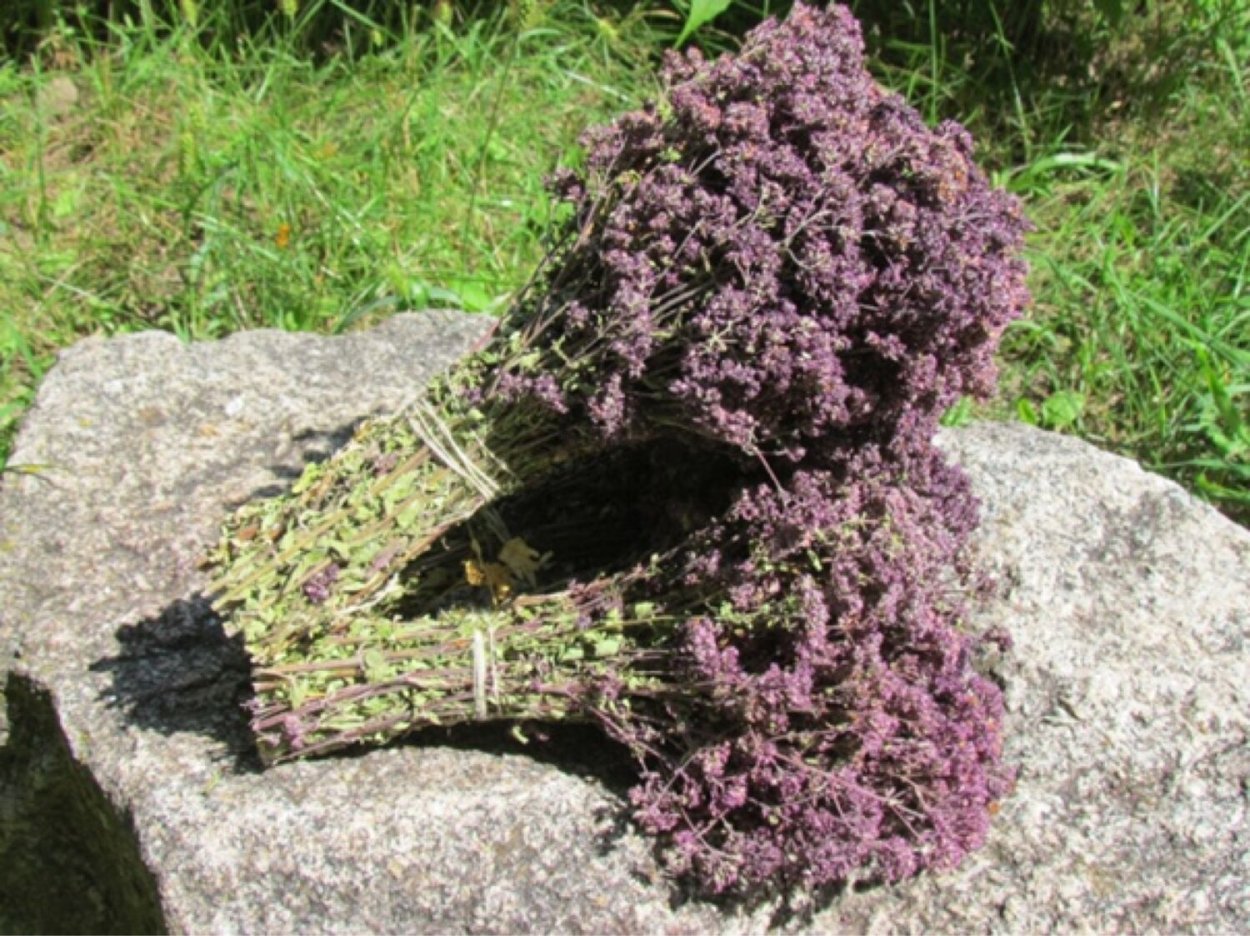 Душица обыкновенная 'Diabolo'