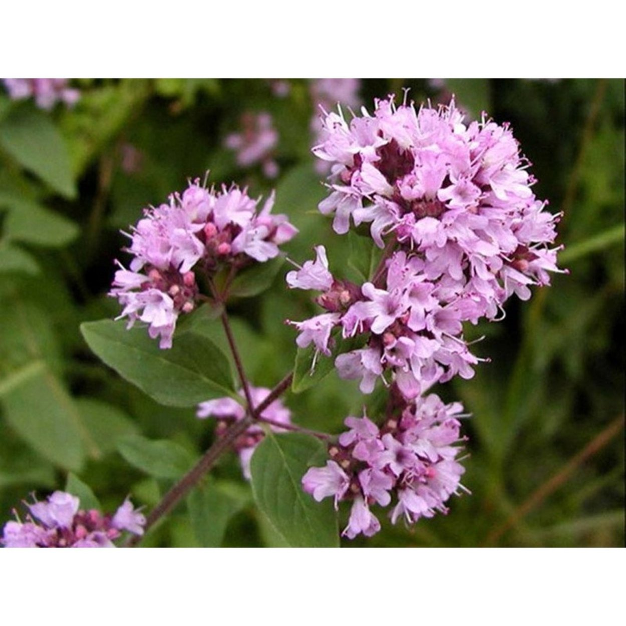 Ориганум вульгаре