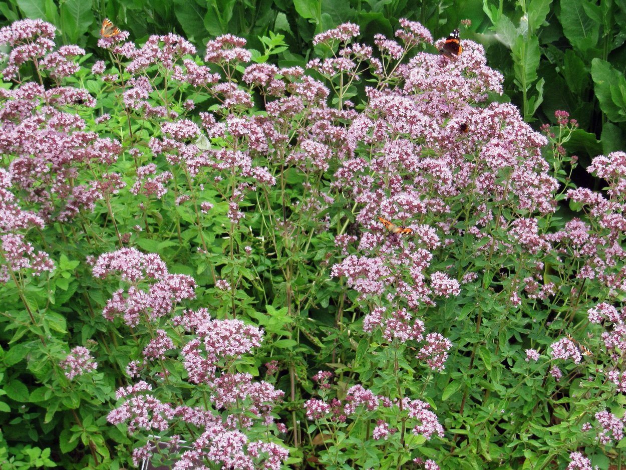 Душица Арбатская Семко