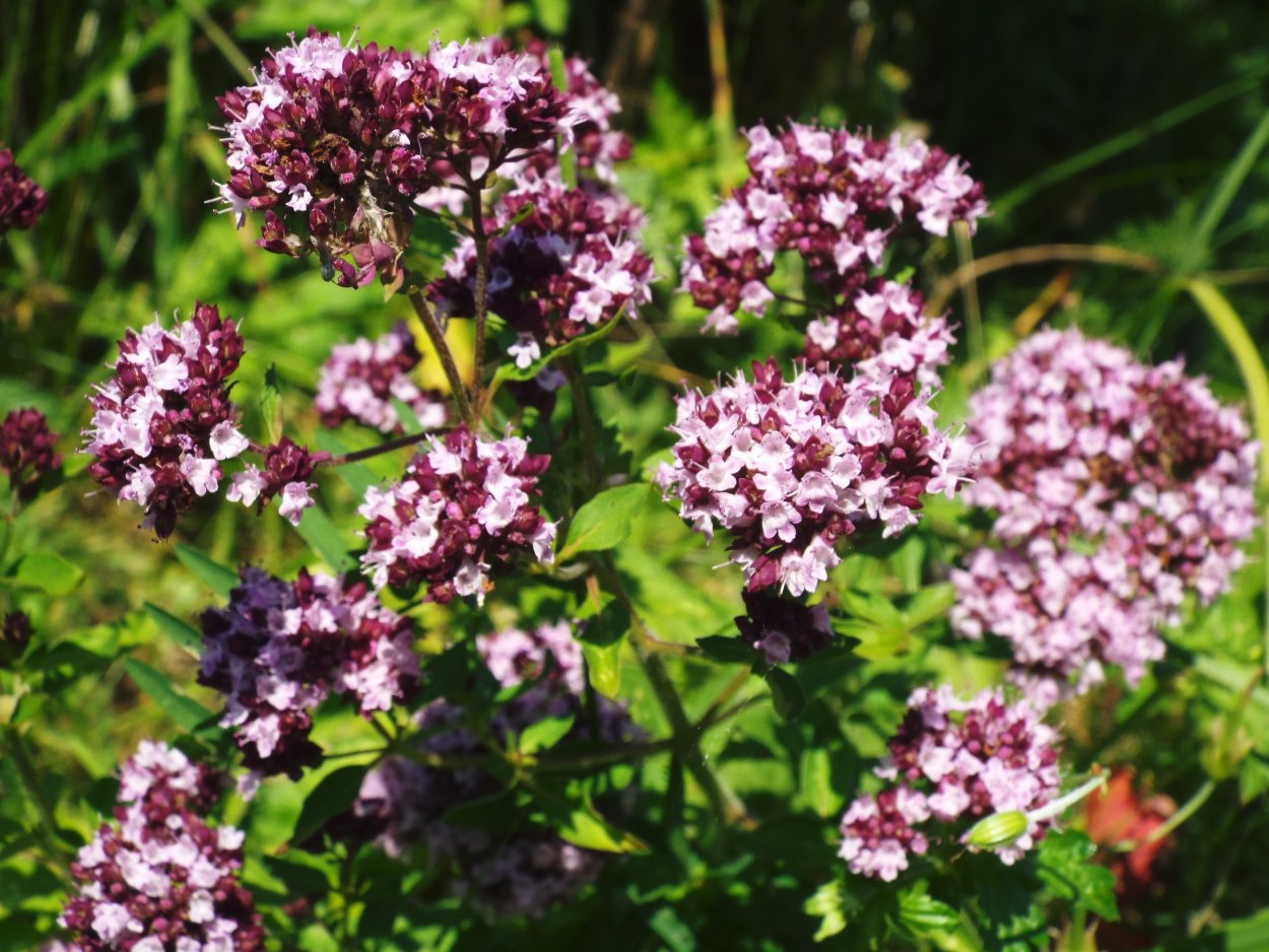 Душица яснотка