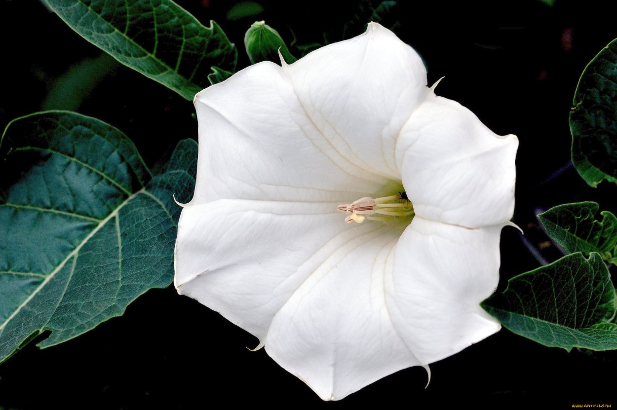 Дурман обыкновенный цветок