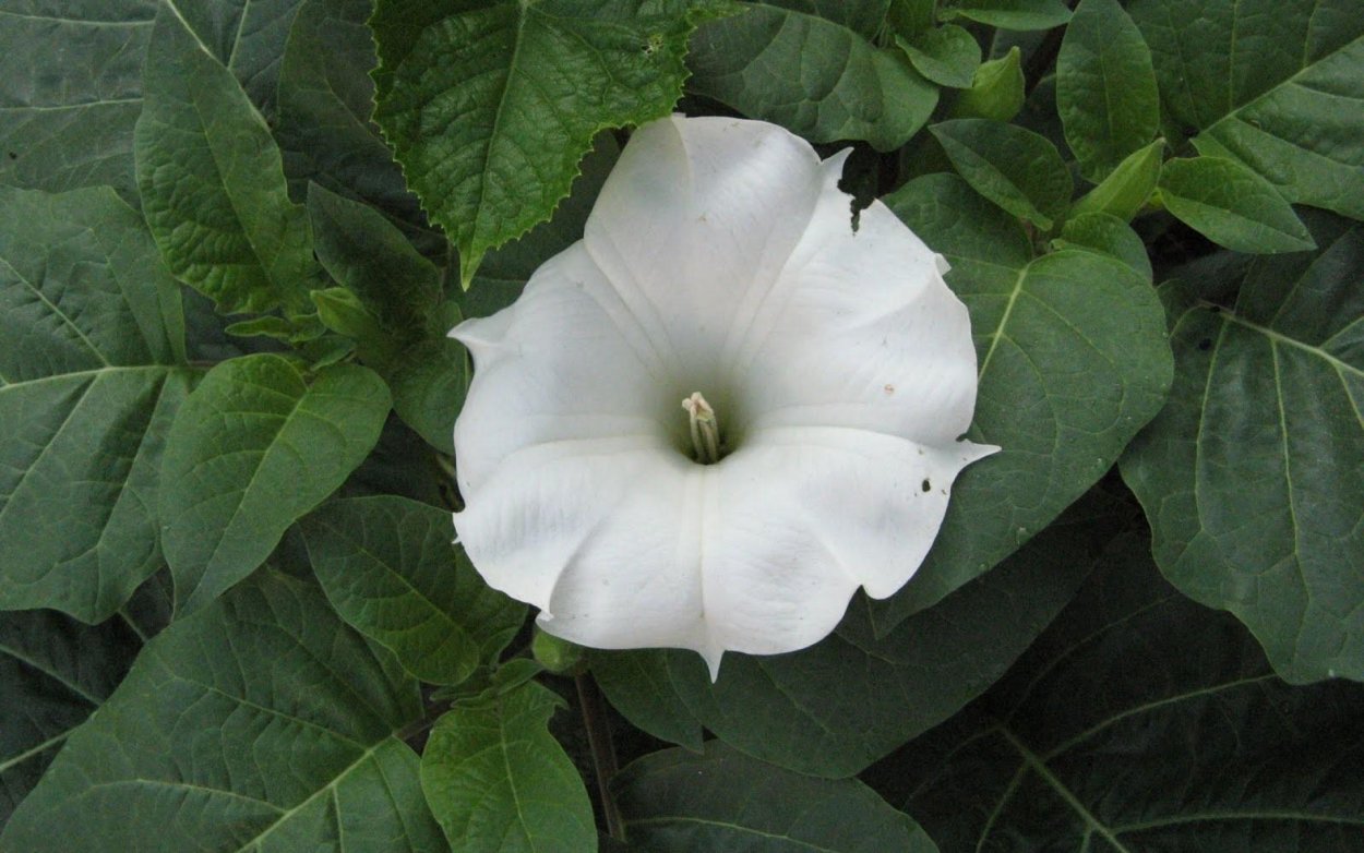 Бругмансия vs дурман