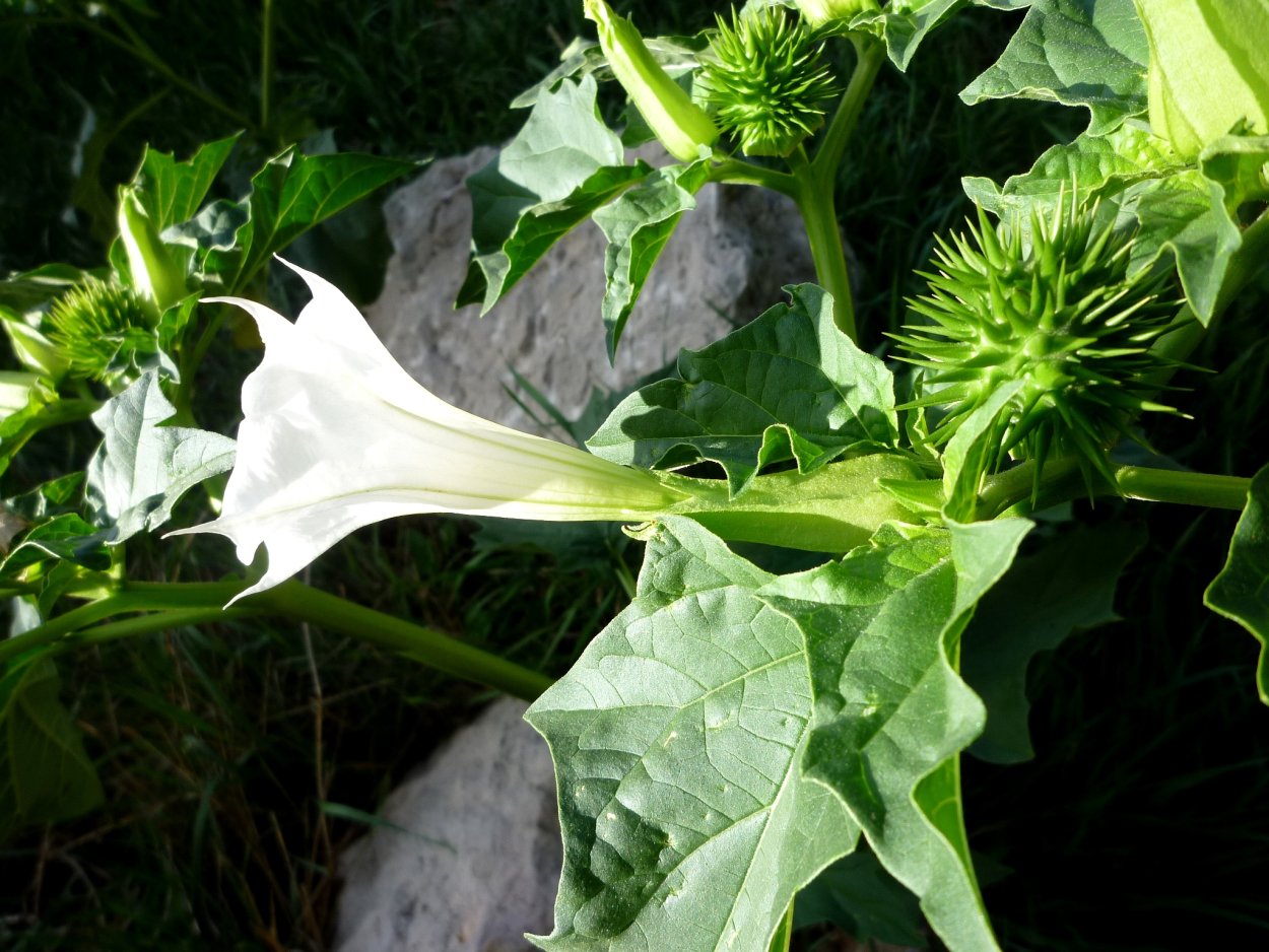 Датура дурман трава