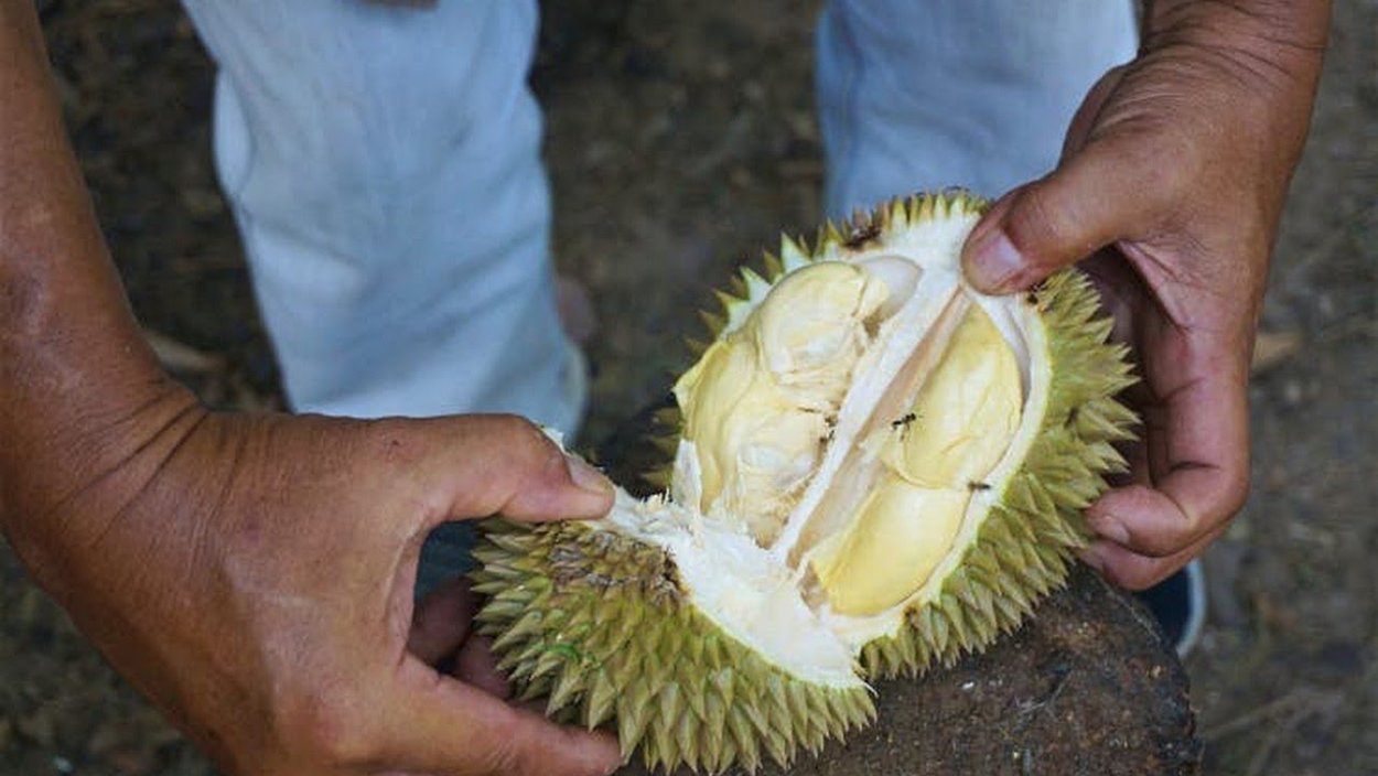 Похож на дуриан