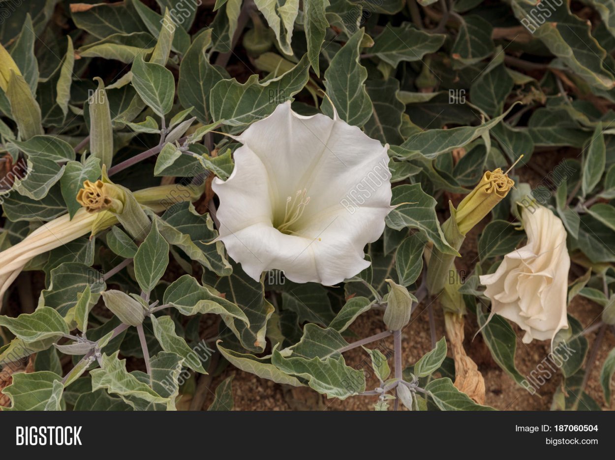 Цветы труба дьявола фото