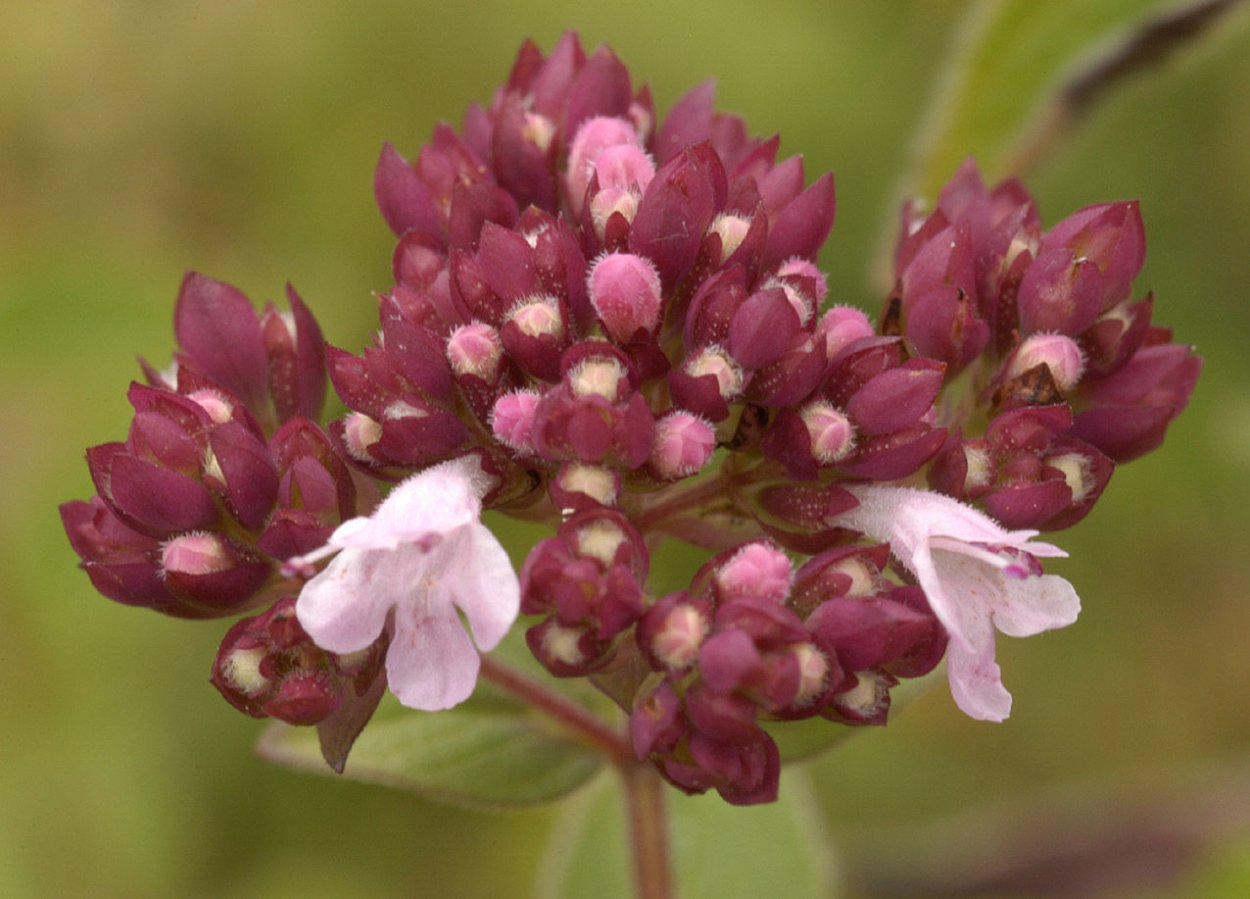 Трава душица чабрец