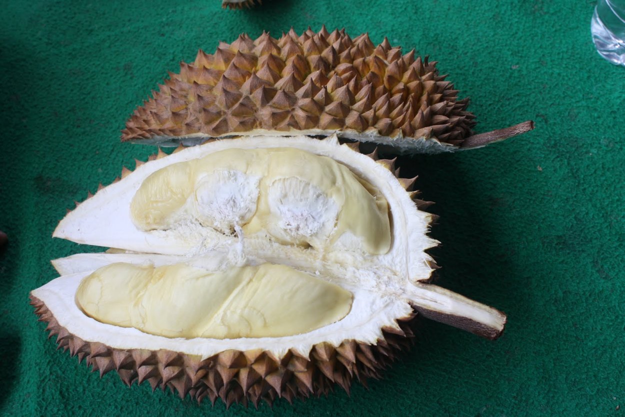 Дуриан красный