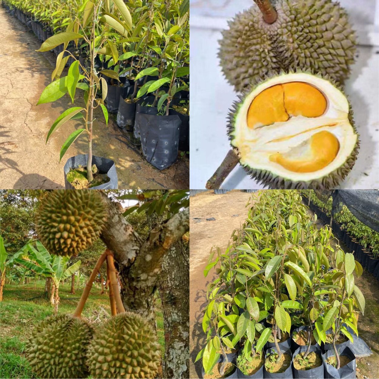 Дуриан дерево и плод
