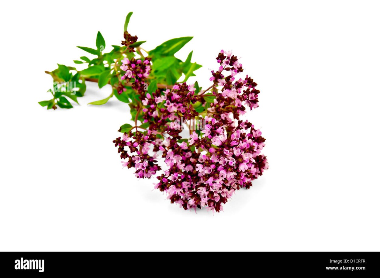 Душица обыкновенная Origanum vulgare l.