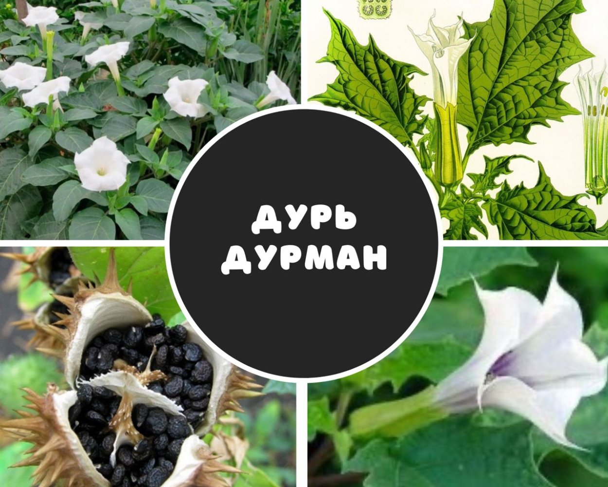 Датура метельчатая