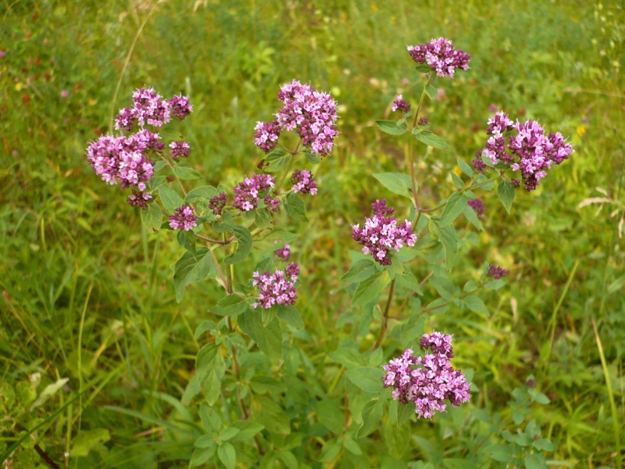 Душица – материнка - орегано