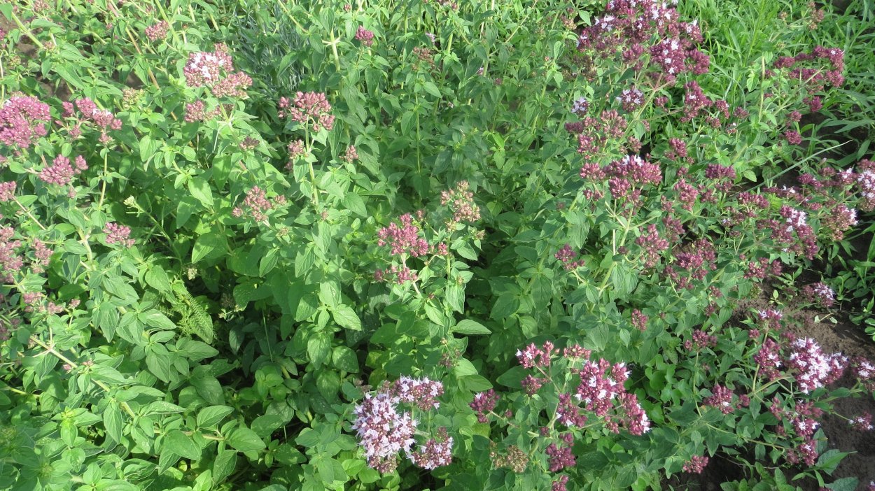 Душица Кудесница