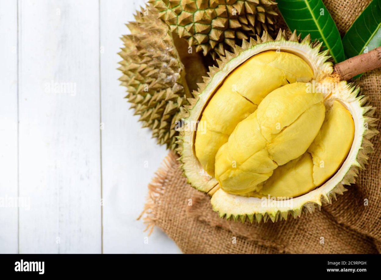 Durian Trees перевод