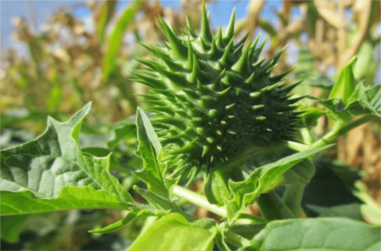 Экзотический фрукт дуриан