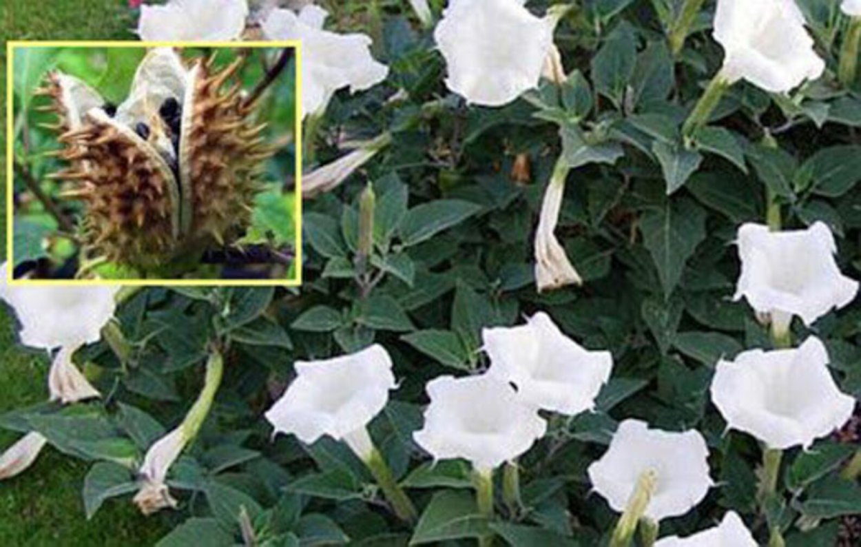 Дуриан мякоть