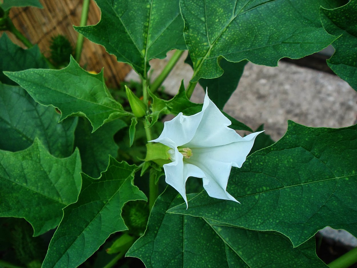 Анжела дуриан