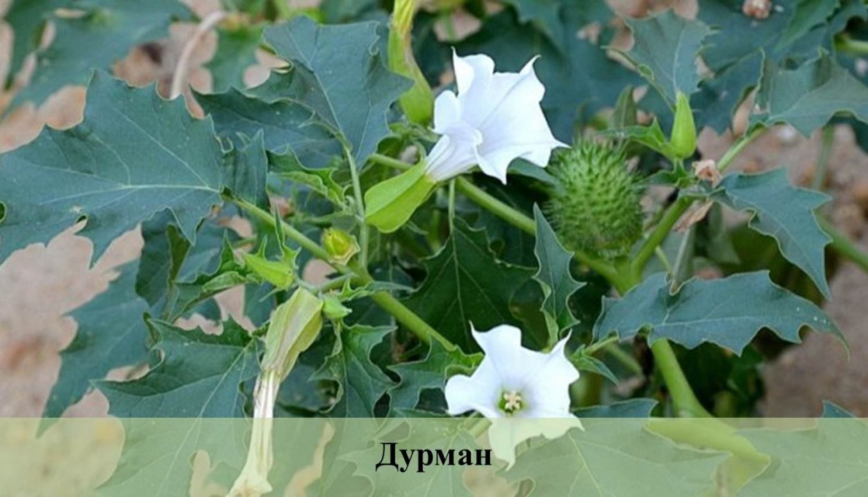Дурман ядовитое растение