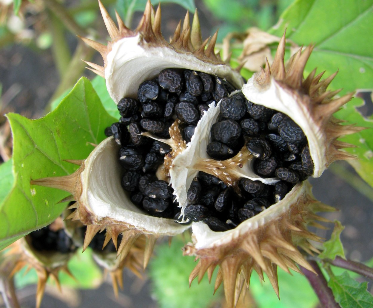 Дуриан фрукт