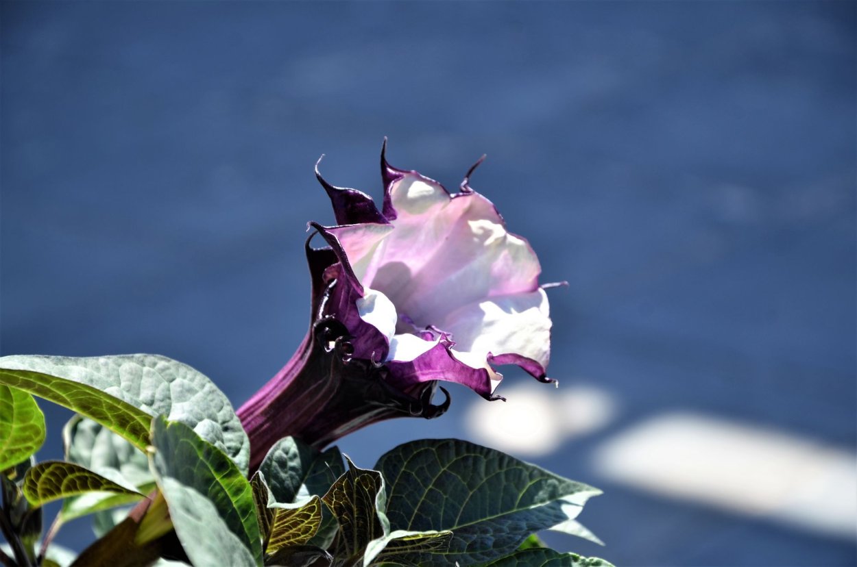 Дурман обыкновенный семена